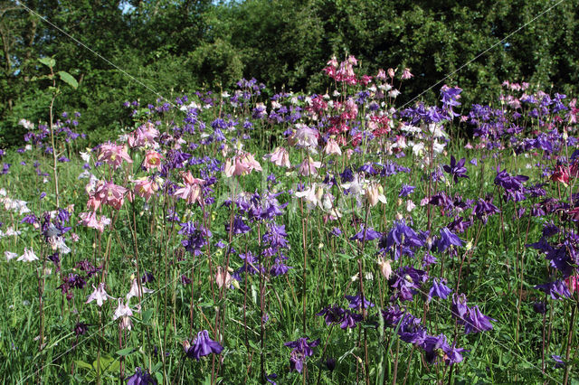 Wilde akelei (Aquilegia vulgaris)