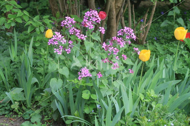 Perennial Honesty (Lunaria rediviva)