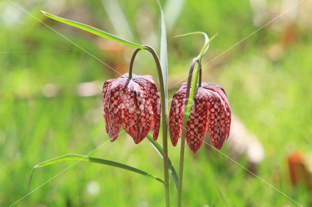 Wilde kievitsbloem (Fritillaria meleagris)