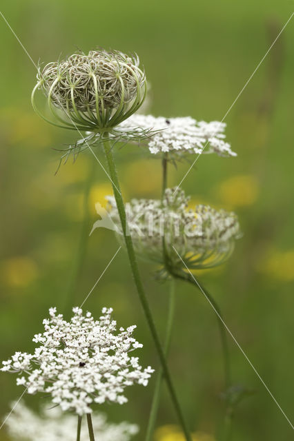 Wild Carrot (Daucus carota)