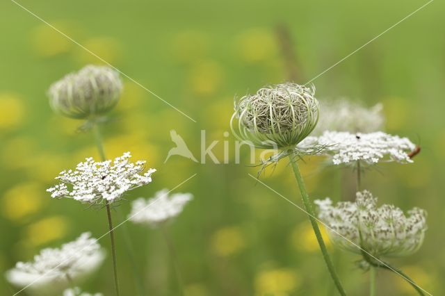 Wild Carrot (Daucus carota)