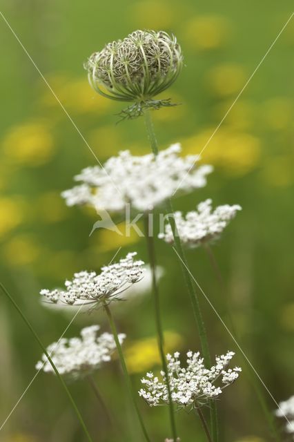 Wild Carrot (Daucus carota)