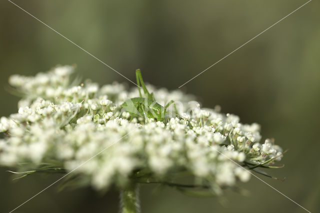 Wild Carrot (Daucus carota)