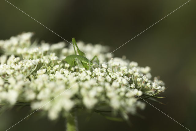 Wild Carrot (Daucus carota)