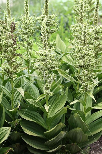 Witte nieswortel (Veratrum album)