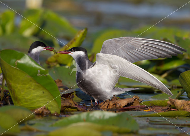 Whiskered Tern (Chlidonias hybridus)