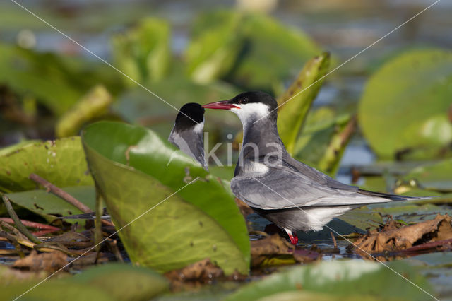 Whiskered Tern (Chlidonias hybridus)