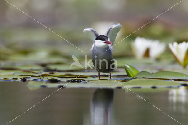 Whiskered Tern (Chlidonias hybridus)