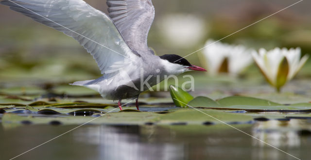 Whiskered Tern (Chlidonias hybridus)