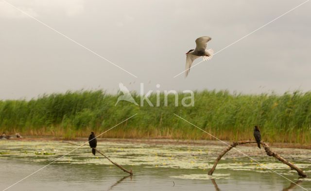 Whiskered Tern (Chlidonias hybridus)