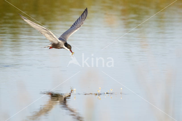 Whiskered Tern (Chlidonias hybridus)