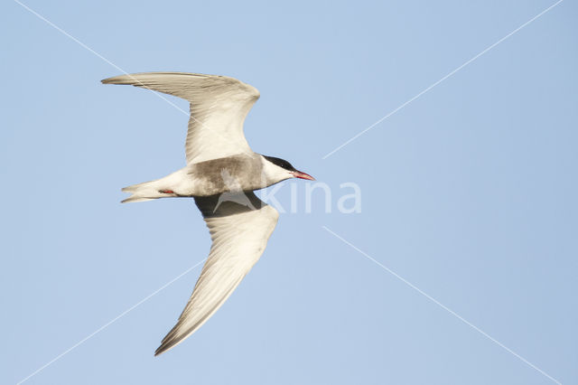 Whiskered Tern (Chlidonias hybridus)