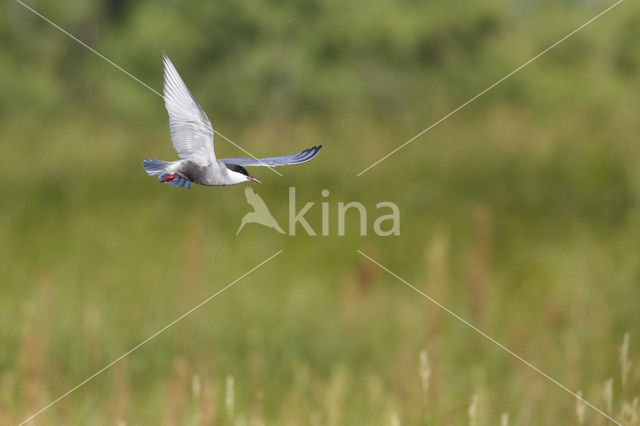 Whiskered Tern (Chlidonias hybridus)