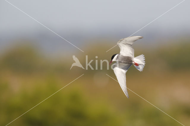 Whiskered Tern (Chlidonias hybridus)