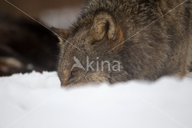 Grey Wolf (Canis lupus)