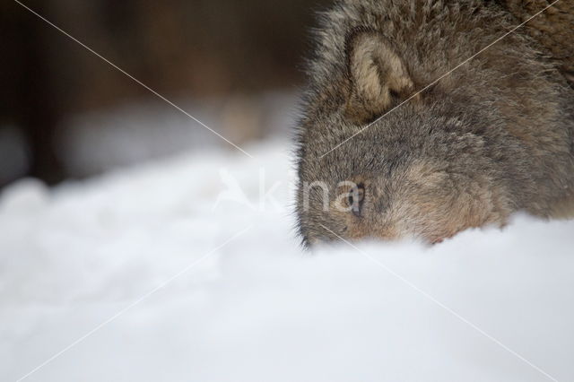 Grey Wolf (Canis lupus)