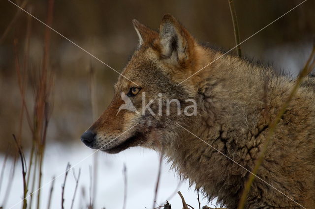 Wolf (Canis lupus)