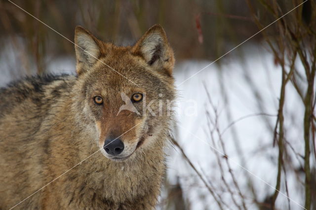 Grey Wolf (Canis lupus)