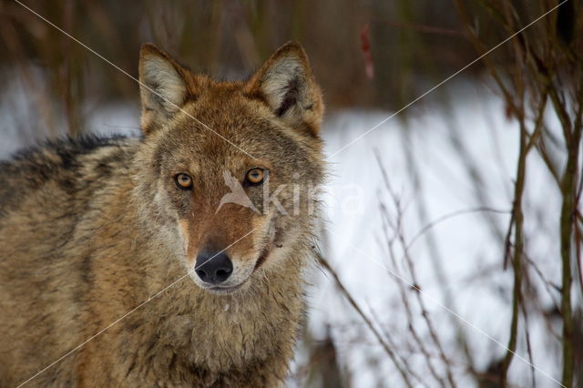 Wolf (Canis lupus)