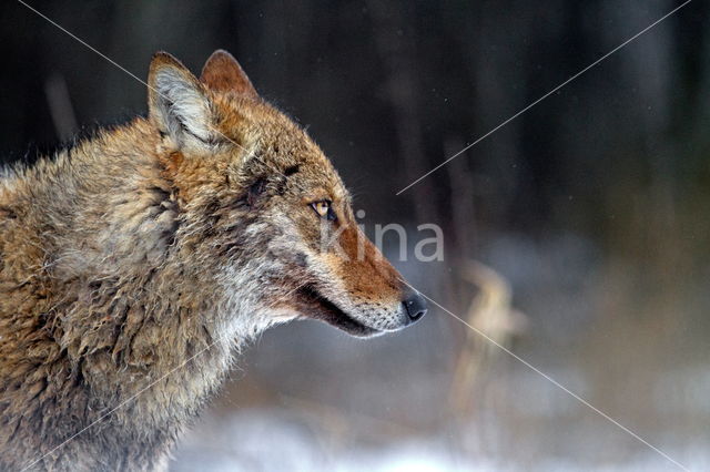 Grey Wolf (Canis lupus)