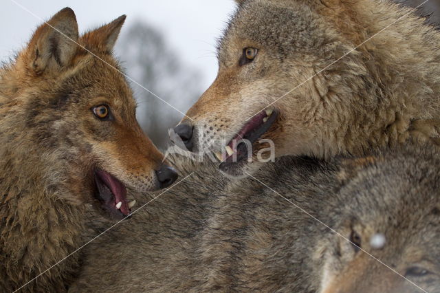 Grey Wolf (Canis lupus)