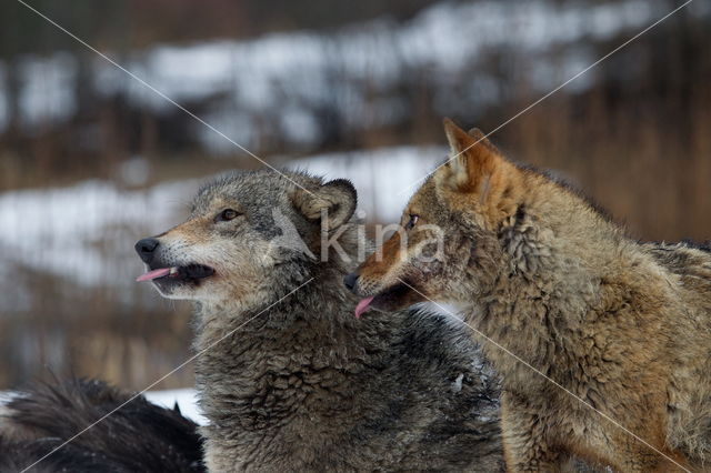 Grey Wolf (Canis lupus)