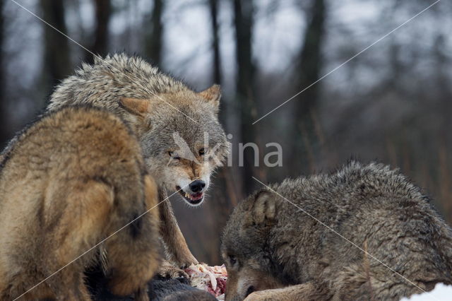 Grey Wolf (Canis lupus)