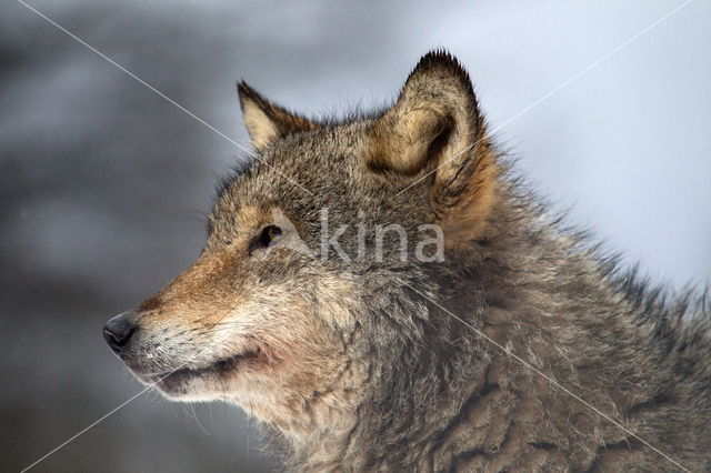 Grey Wolf (Canis lupus)