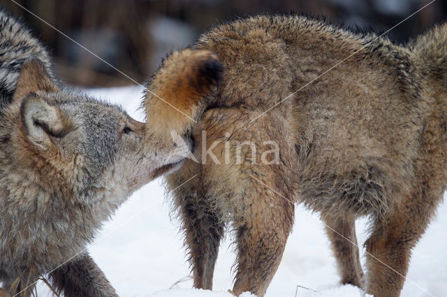 Grey Wolf (Canis lupus)