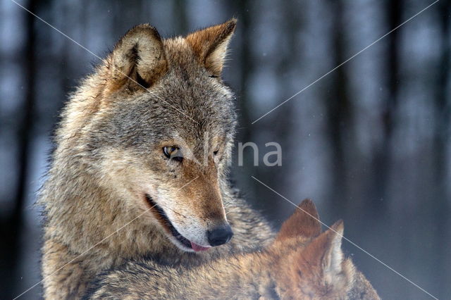 Grey Wolf (Canis lupus)