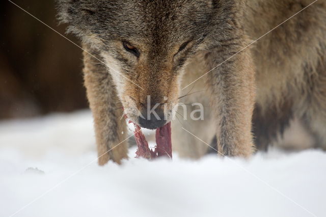 Grey Wolf (Canis lupus)