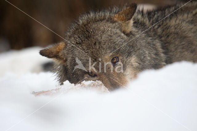 Grey Wolf (Canis lupus)