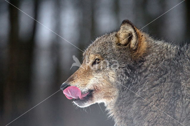 Grey Wolf (Canis lupus)