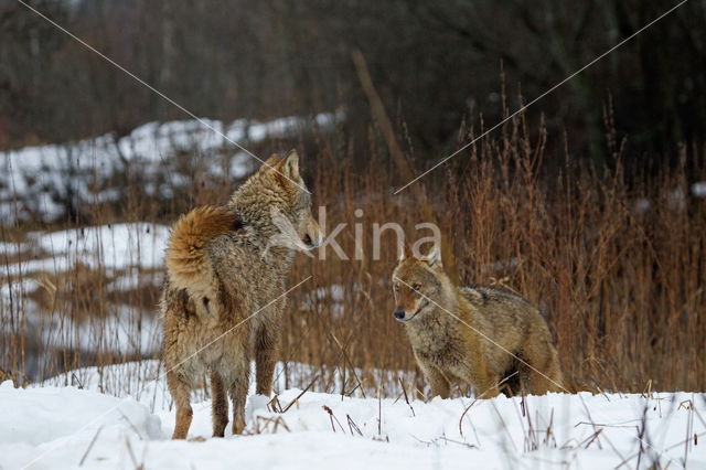 Grey Wolf (Canis lupus)