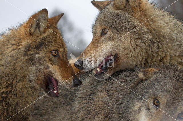 Grey Wolf (Canis lupus)