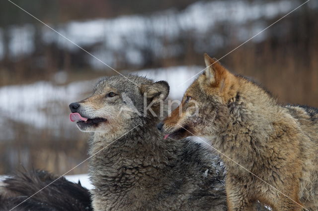 Grey Wolf (Canis lupus)