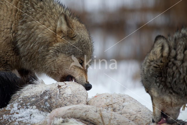 Grey Wolf (Canis lupus)