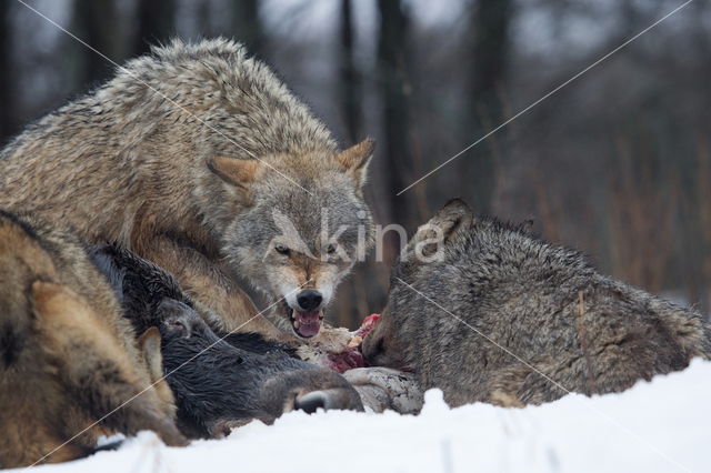 Grey Wolf (Canis lupus)