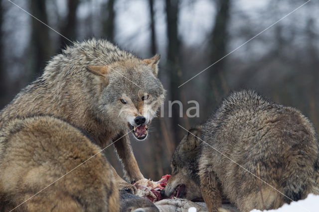 Grey Wolf (Canis lupus)