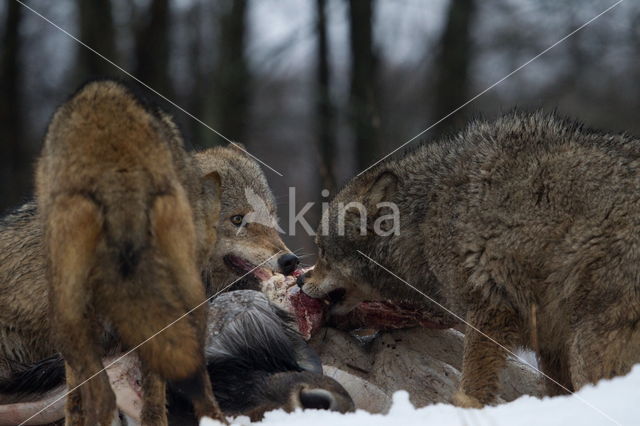 Grey Wolf (Canis lupus)