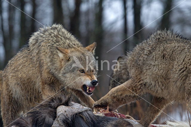 Grey Wolf (Canis lupus)