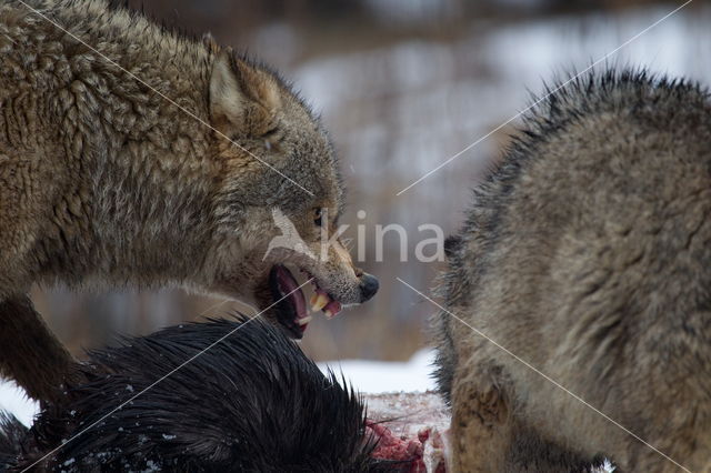 Grey Wolf (Canis lupus)