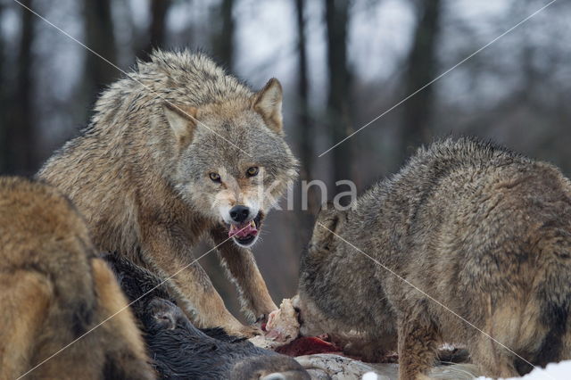 Grey Wolf (Canis lupus)