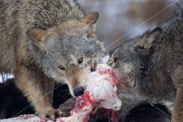 Grey Wolf (Canis lupus)