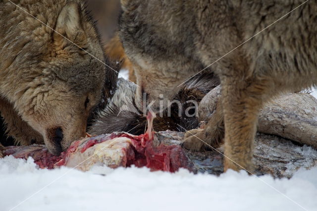 Grey Wolf (Canis lupus)