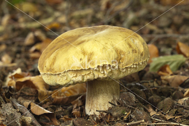 Wortelende boleet (Boletus radicans)