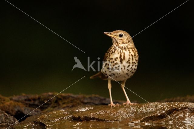 Song Thrush (Turdus philomelos)