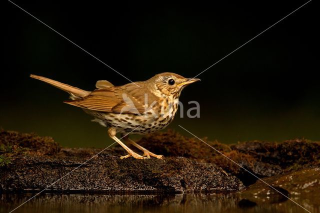 Zanglijster (Turdus philomelos)