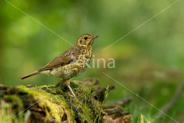 Zanglijster (Turdus philomelos)