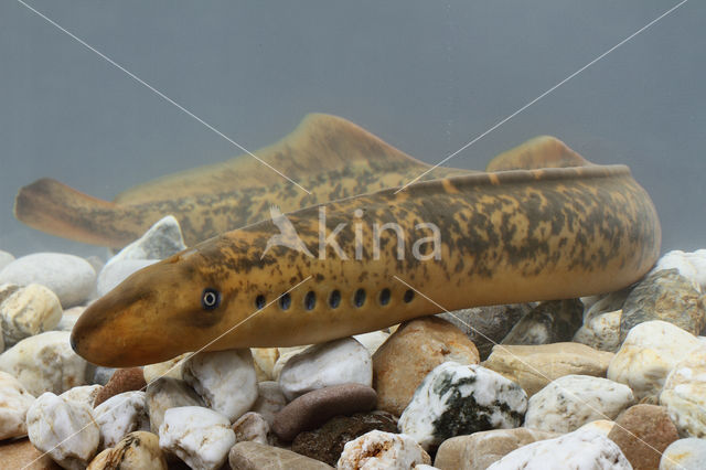 Sea Lamprey (Petromyzon marinus)